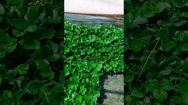 Кассетная рассада, лето жара смотреть онлайн