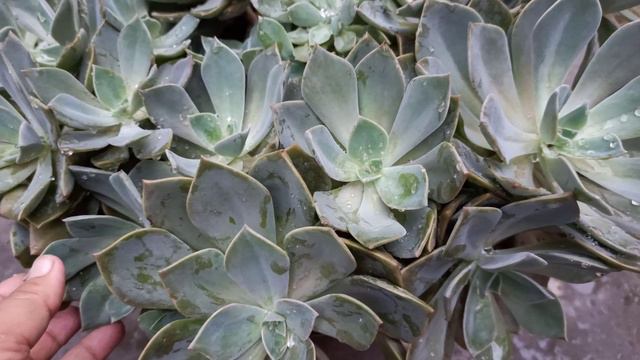 377 - Echeveria/ How to grow & care Echeveria (Succulent Plant) #ManjuNatureLover смотреть онлайн
