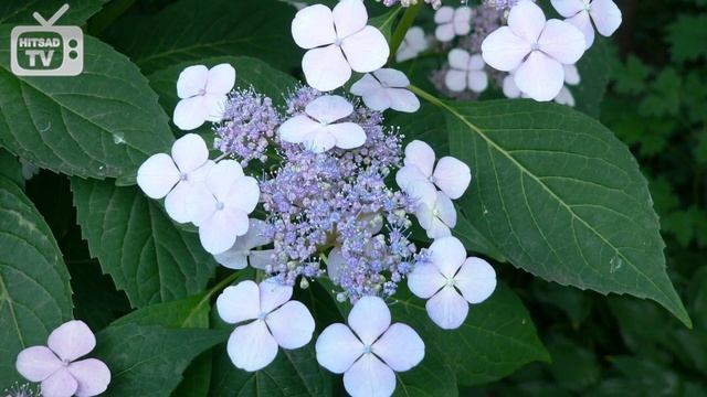 Гортензия пильчатая ? Обзор лучших сортов от эксперта Хитсад смотреть онлайн