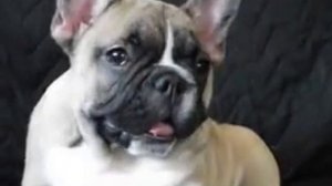Продажа французского бульдога.Барнаул.