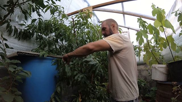 Персик Кулон смотреть онлайн
