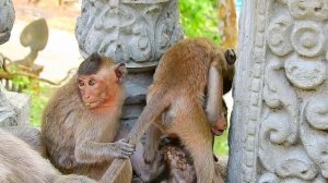Oh mygod!! Poor baby monkey Amy cry very loudly angry mom leave alone