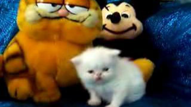 Забавный котенок смотреть онлайн