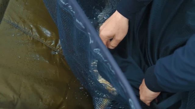 Тактика ловли Карпа на новом и прекрасном водоеме. Насадки, Корм и другие нюансы для успешной ловли смотреть онлайн