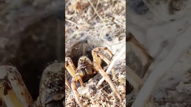 Из норы в земле вылез большой Паук смотреть онлайн