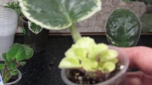 ОТДЕЛЯЕМ И ПЕРЕСАЖИВАЕМ ДЕТКИ ФИАЛКИ ОТ ЛИСТА. ВАЖНЫЕ МОМЕНТЫ.