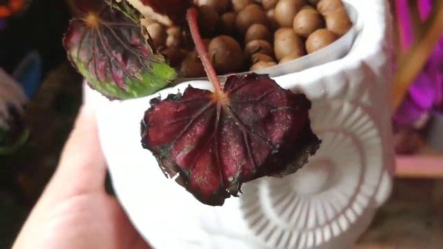 Unboxing houseplants Cissus Discolor Begonias смотреть онлайн