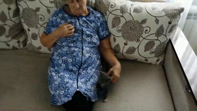 КОТЯТ РАЗОРВАЛИ СОБАКИ, СПАСЕНИЕ КОТЕНКА, СТАНИЦА РАЕВСКАЯ, ИЩЕМ ДОМ МАЛЫШКЕ, КРАСНОДАРСКИЙ КРАЙ. смотреть онлайн