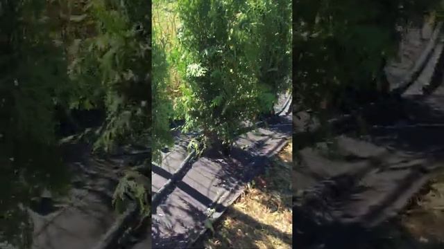 OKASPUUHEKI KASTMISSÜSTEEM (Капельный полив для хвойной изгороди) смотреть онлайн