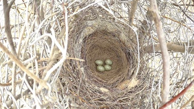 Сорока 160409 4 Митрополье 2 лоток с 4 яйцами