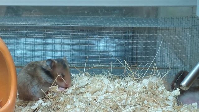 Хомяк зевает,забавный хомяк,милое животное смотреть онлайн
