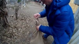 Разведение барсуков в домашних условиях, покупка молодняка.Серия №2