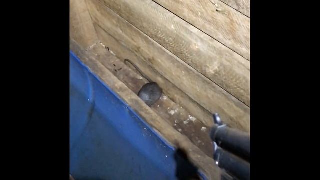 Rat hunting with Crosman 1322 air pistol (WARNING: GRAPHIC PEST CONTROL) смотреть онлайн
