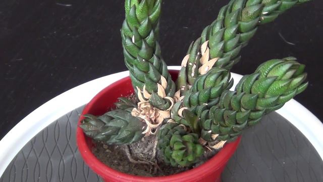 Haworthia coarctata var greenii смотреть онлайн