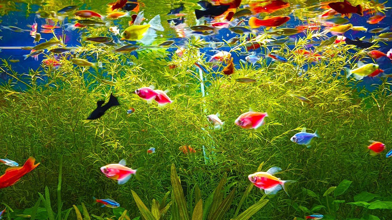 Мои аквариумы с рыбками! ЕСТЬ ПОТЕРИ! [Обзор аквариумов на рыборазводне] смотреть онлайн