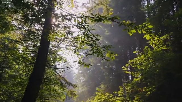 КРАСИВАЯ РАССЛАБЛЯЮЩАЯ МУЗЫКА (ПИАНИНО), МУЗЫКА ДЛЯ СНА, СПОКОЙНАЯ МУЗЫКА, РОМАНТИЧЕСКАЯ МУЗЫКА смотреть онлайн