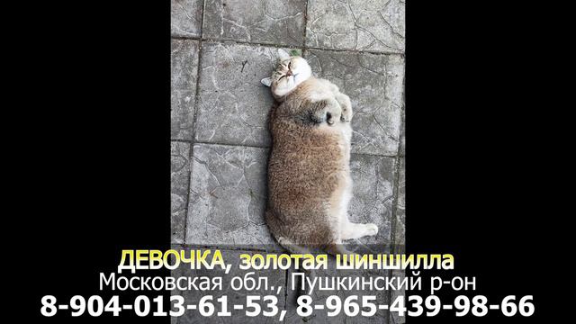 ДЕВОЧКА, золотая шиншилла, Московская обл., Пушкинский р-он смотреть онлайн