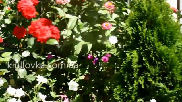 Кирилловка. База отдыха "Ажур". Видеообзор. смотреть онлайн