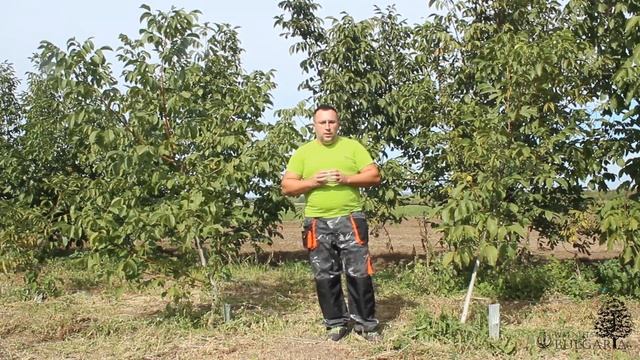 Защо да засадим орех? смотреть онлайн