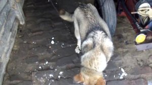 Газель бортовая  Ремонт