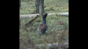 Поиск глухариного тока 2. С камерой в весеннем лесу. Весенняя охота в Псковской области.