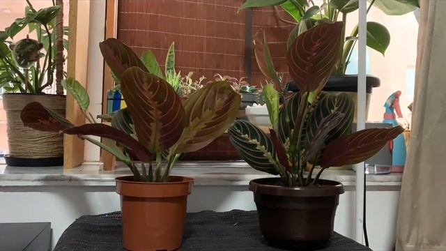 Maranta Leuconeura (Prayer Plant) смотреть онлайн