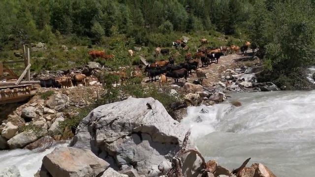 Махар | природа #топ #рекомендации #travel #махар #отдых #travel смотреть онлайн