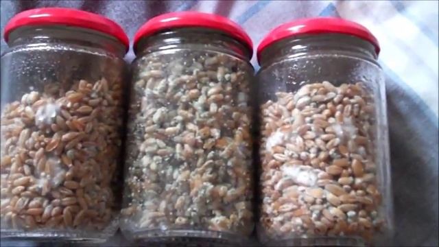 MUSHROOM GROWING DISASTER. GREEN MOULD!!! смотреть онлайн