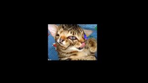 ТОП 10 шокирующих мутаций животных