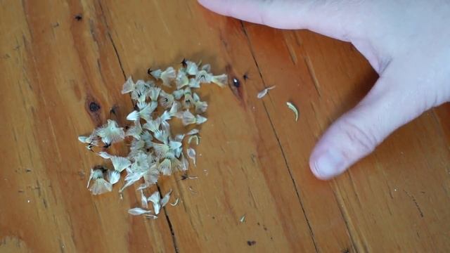 Sowing Saved Starflower Seeds & Feverfew Inside // Scabiosa Stellata // Northlawn Flower Farm