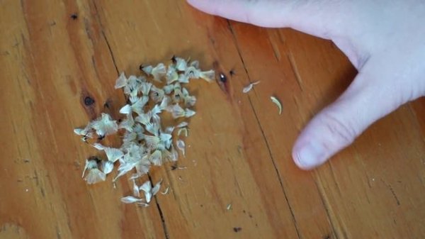 Sowing Saved Starflower Seeds & Feverfew Inside // Scabiosa stellata // Northlawn Flower Farm