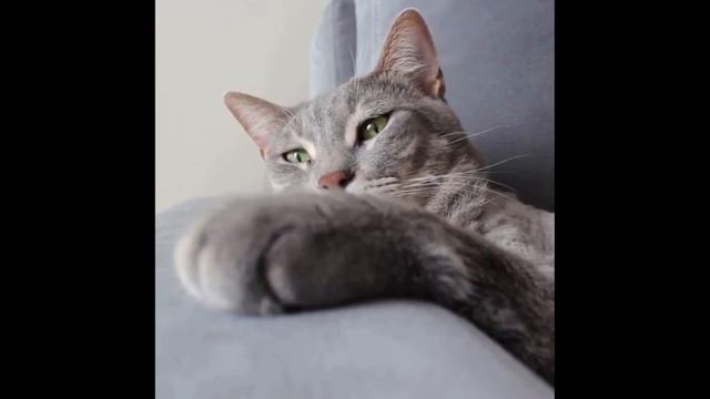 Pas je ook de wet van Newton toe in je dagelijks leven? смотреть онлайн