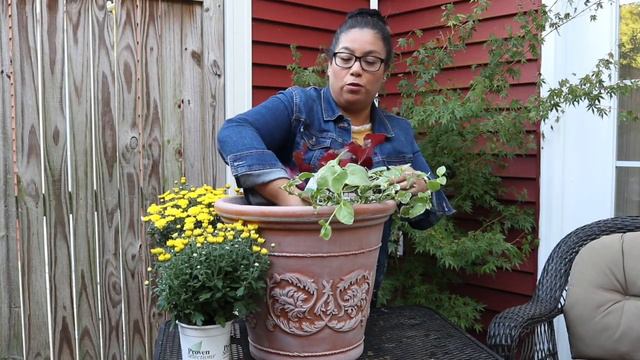 Crisantemos de Proven Winners смотреть онлайн