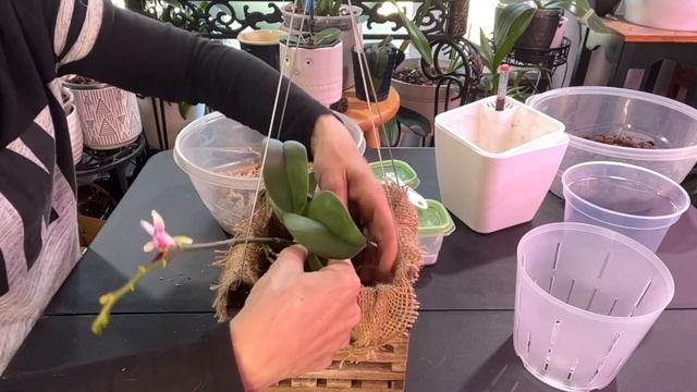 What is Wrong with my Phalaenopsis Orchid Something is wrong with this Phalaenopsis смотреть онлайн