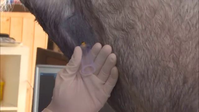 Así es la inseminación artificial en caballos смотреть онлайн
