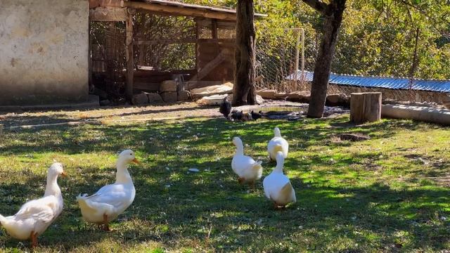 Recipe For Chicken In A Tandoor! Life In The Village And The Most Delicious Dishes