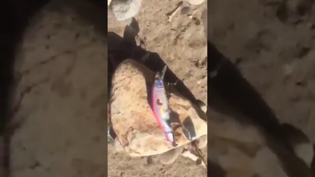 Ловля горбуши на воблер 80 мм (13 гр) от Mr. Musurok