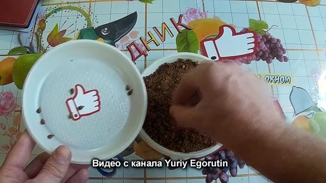 ? ВОТ ПОЧЕМУ НЕ САЖАЙТЕ ТАК КОСТОЧКИ ВИНОГРАДА. ЭТО САМООБМАН А НЕ СЕЛЕКЦИЯ. Виноград из косточки. смотреть онлайн