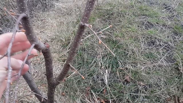 Фундук Трапезунд.От саженца к дереву,2018 год. смотреть онлайн