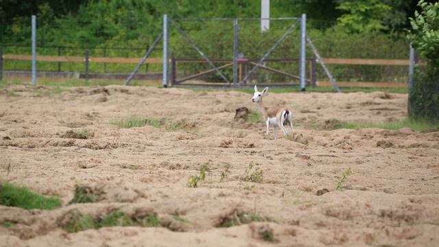 Джейраны смотреть онлайн