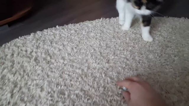 Котя смотреть онлайн