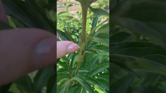 Продлите цветение пионов смотреть онлайн