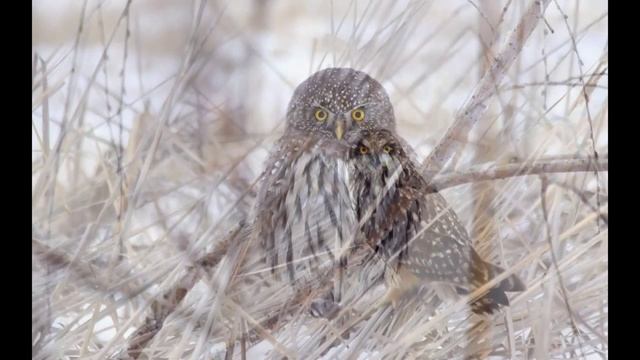 OWL СОВА ФОТО из инета Bruno Coulais Winged Migration смотреть онлайн
