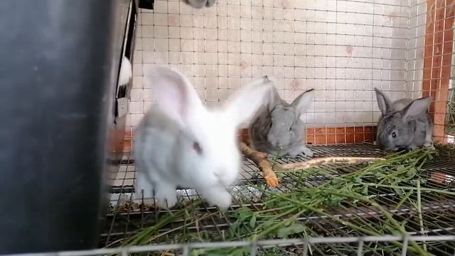 Кролики метисы, помесь шиншилл и калифорнии смотреть онлайн
