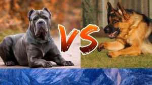 #Кане корсо против Немецкой овчарка// Animals Battle //