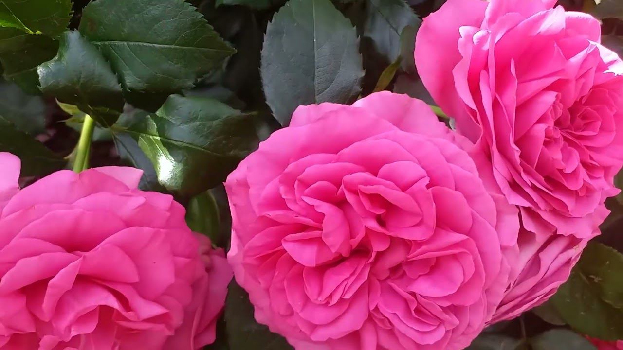 Розы. Магия красоты. Июнь 2023 смотреть онлайн