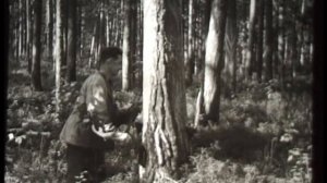 "Сибирь на экране", Томская область, 1964 год, Вздымщик, живица