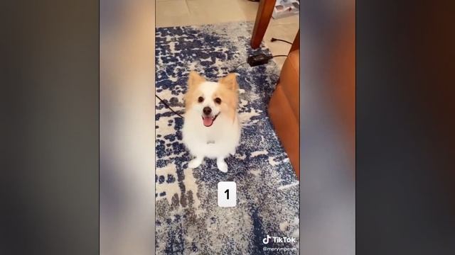 Cute And Funny Pets Best Of Cute Pets Compilation 2020 #17 смотреть онлайн