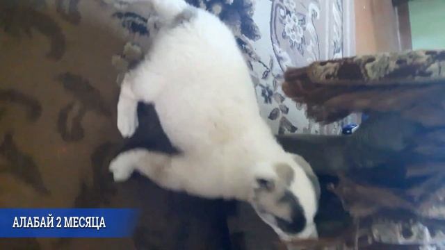 АЛАБАЙ 2 МЕСЯЦА смотреть онлайн