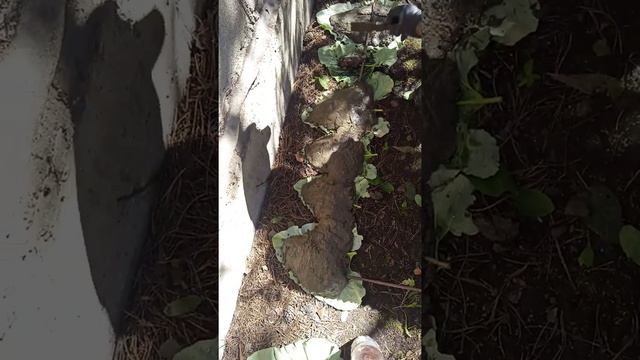 Ограждение для клумбы из бетона смотреть онлайн